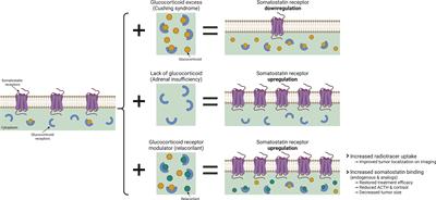 Glucocorticoid Receptor Antagonism Upregulates Somatostatin Receptor Subtype 2 Expression in ACTH-Producing Neuroendocrine Tumors: New Insight Based on the Selective Glucocorticoid Receptor Modulator Relacorilant